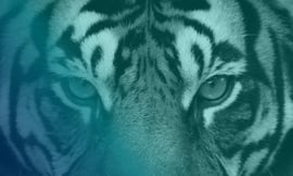 lp-tigris